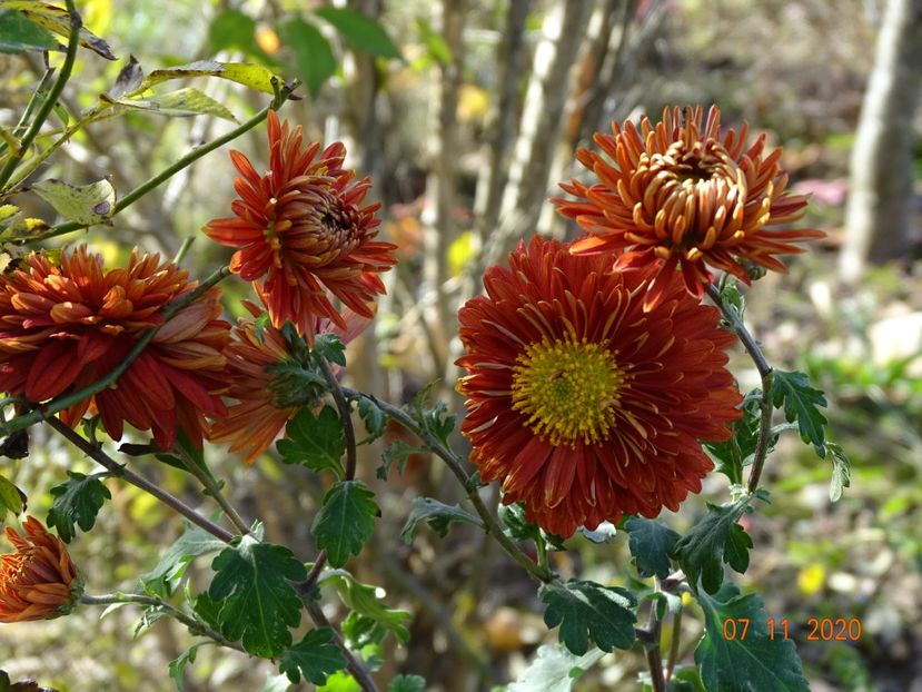 chrysanthemum Fellbacher Wein - Dobarland 2020 6