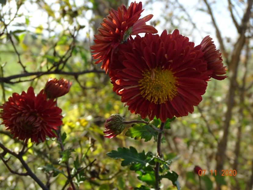 chrysanthemum Fellbacher Wein - Dobarland 2020 6