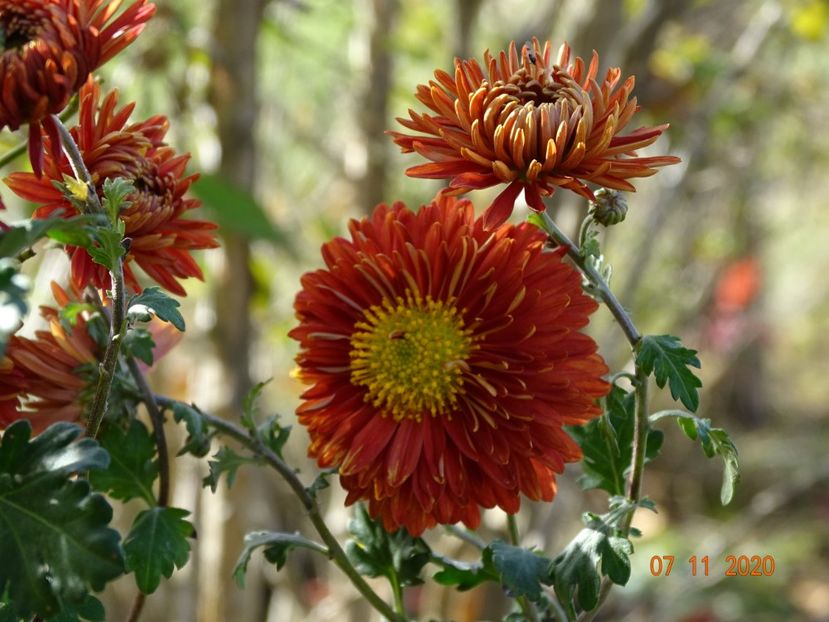 chrysanthemum Fellbacher Wein - Dobarland 2020 6