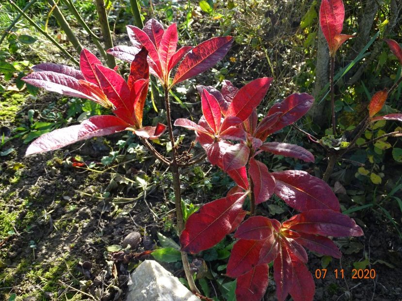 azalea Oxydol - Dobarland 2020 6