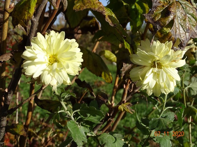 tufanele galben deschis - Dobarland 2020 6