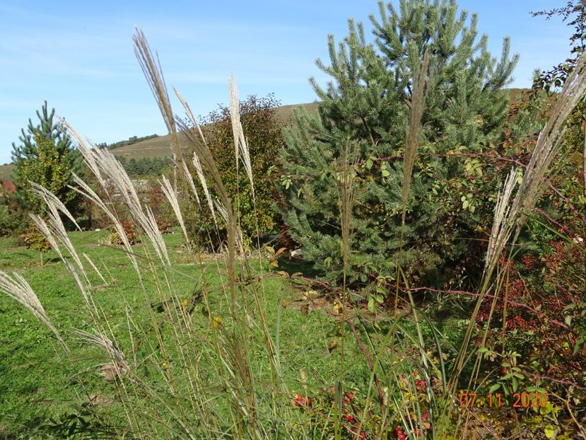 miscanthus sinensis Adagio - Dobarland 2020 6