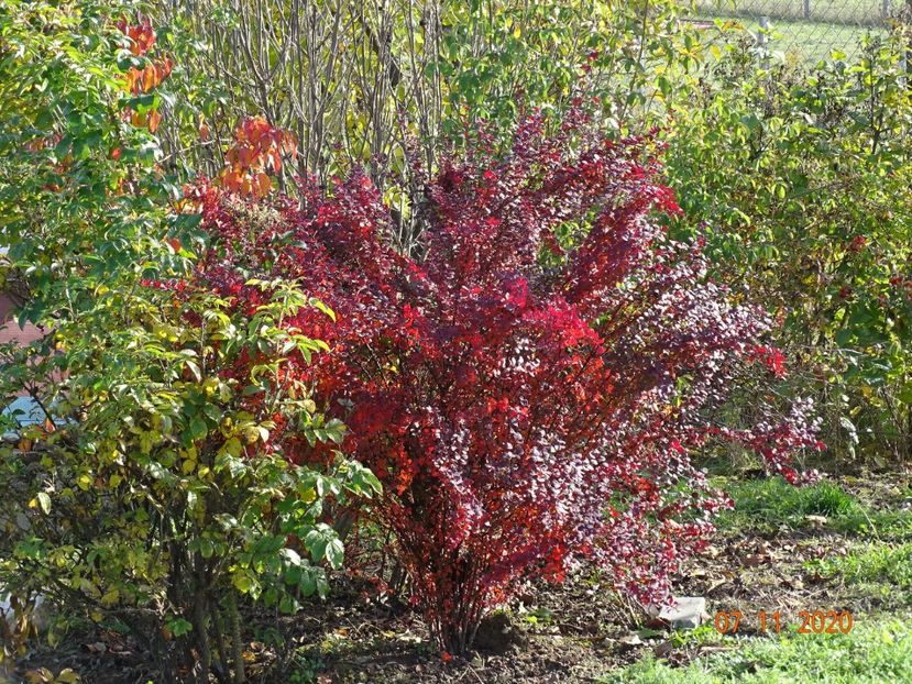 berberis Orange Rocket - Dobarland 2020 6