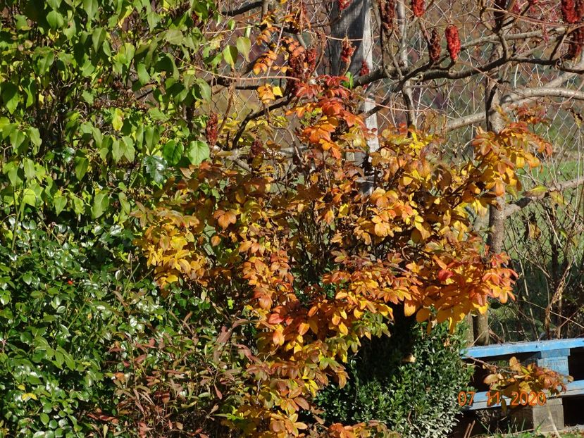 Hansa - Dobarland 2020 6