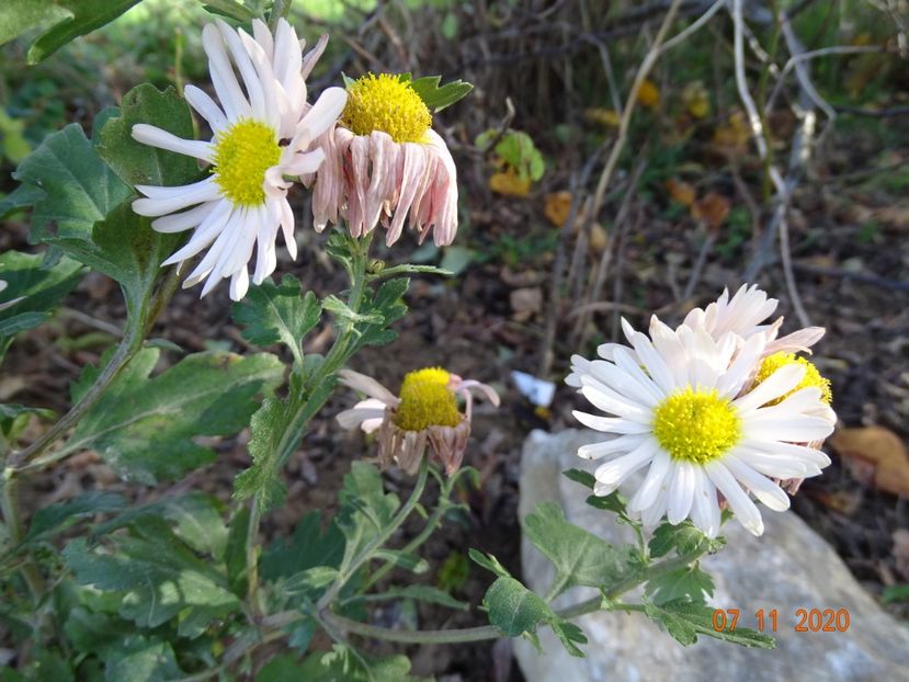 chrysanthemum Sheffield - Dobarland 2020 6