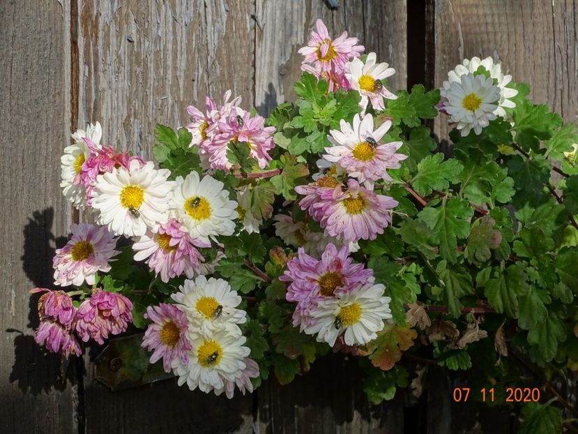 chrysanthemum Poesie - Dobarland 2020 6