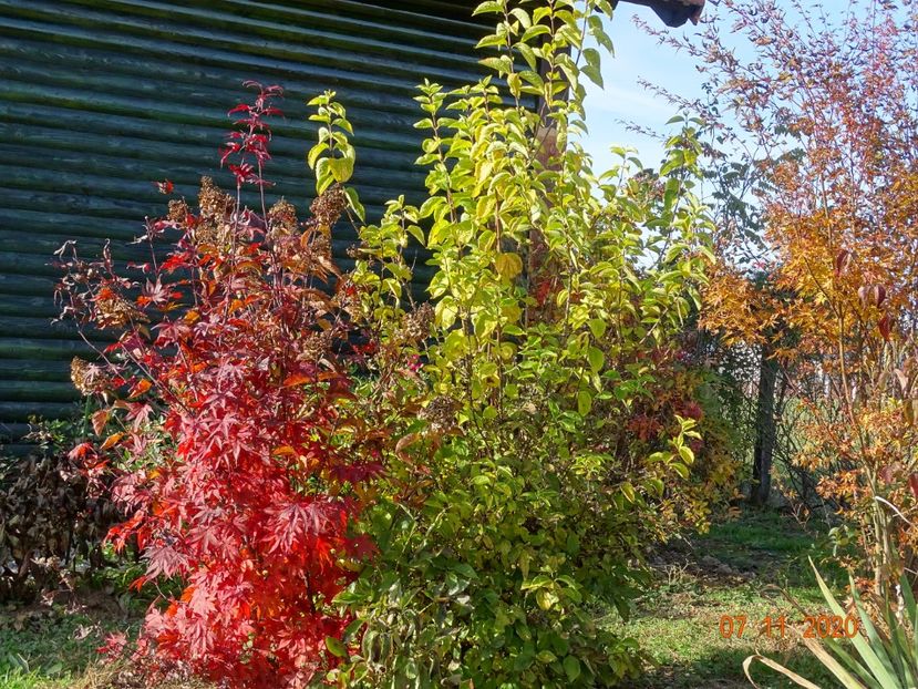 acer palmatum Trompenburg - Dobarland 2020 6