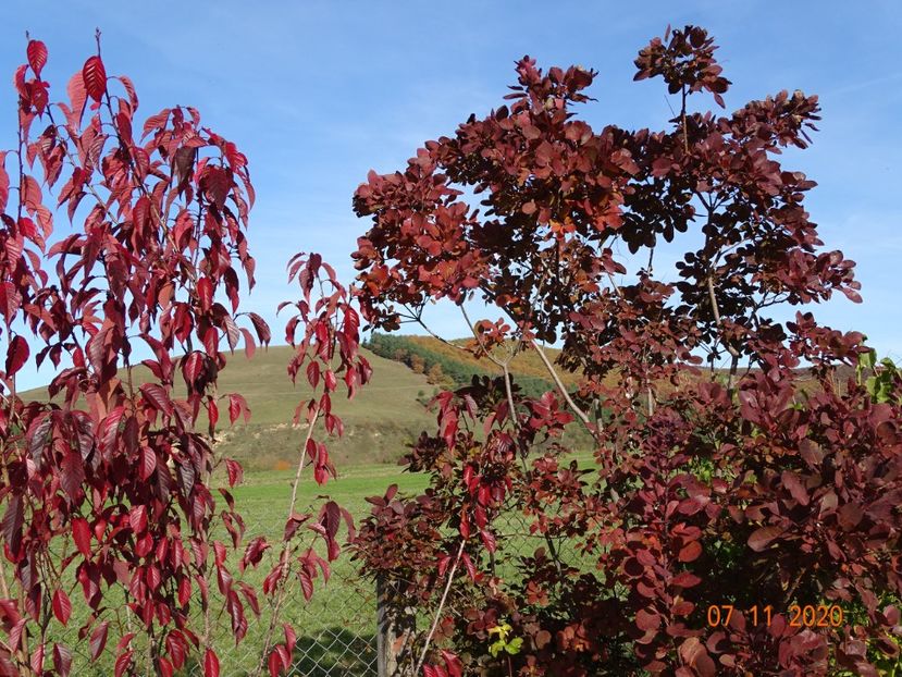 cotinus coggyria Royal Purple, prunus Royal Burgundy - Dobarland 2020 6