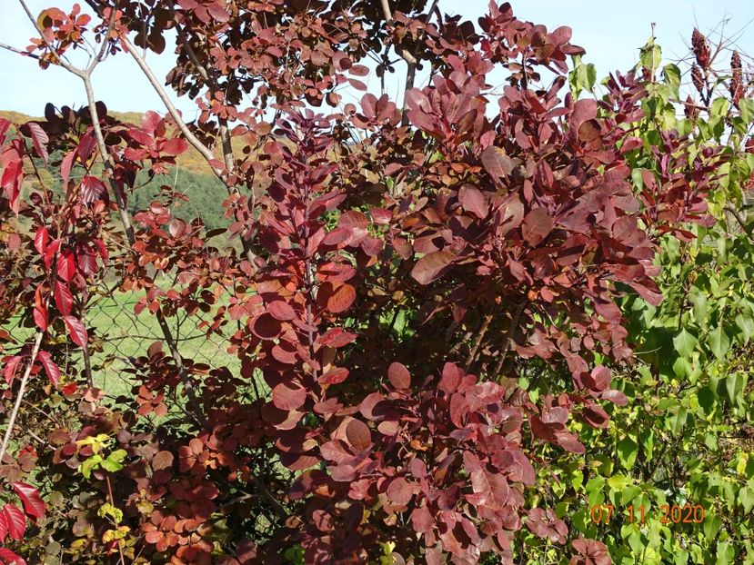 cotinus coggyria Royal Purple - Dobarland 2020 6