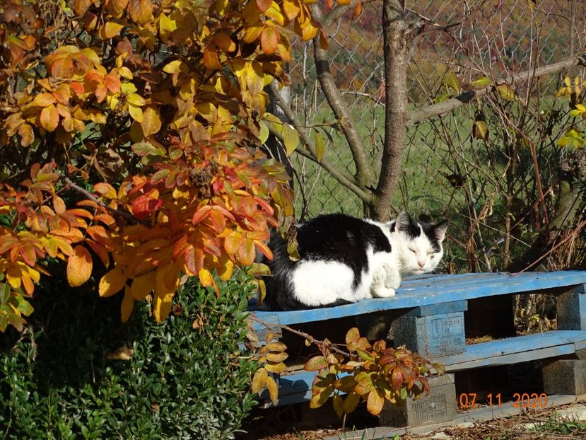 Hansa si pisica lenevind la soare - Dobarland 2020 6