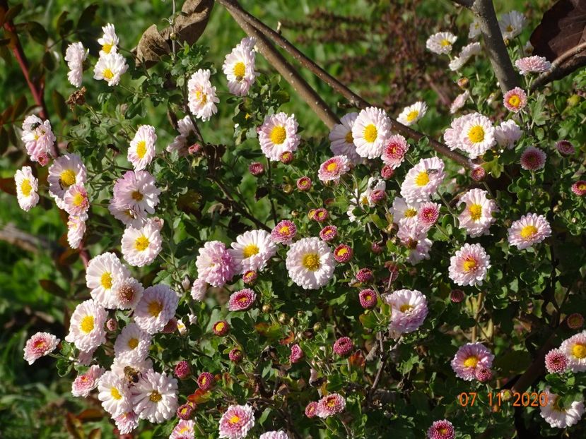 chrysanthemum Julia - Dobarland 2020 6