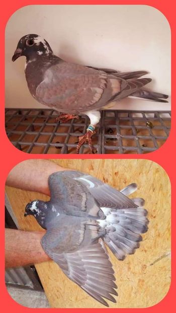  - NU IMI APARTIN ALBUM NR 2