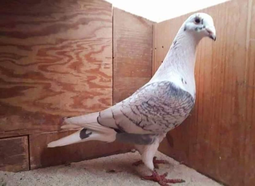  - NU IMI APARTIN ALBUM NR 2