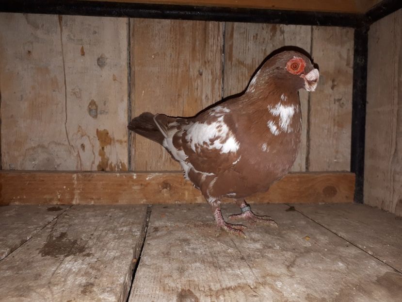 M - J2 _ tineret 2020