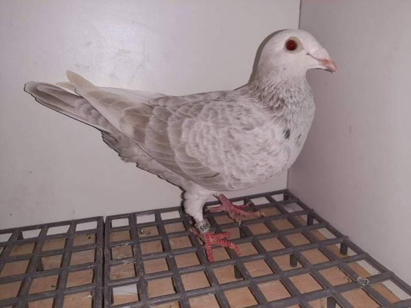  - NU IMI APARTIN ALBUM NR 2