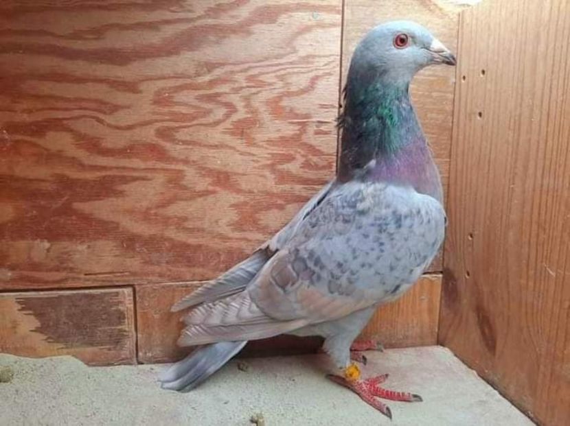  - NU IMI APARTIN ALBUM NR 2