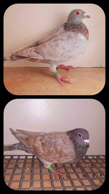  - NU IMI APARTIN ALBUM NR 2