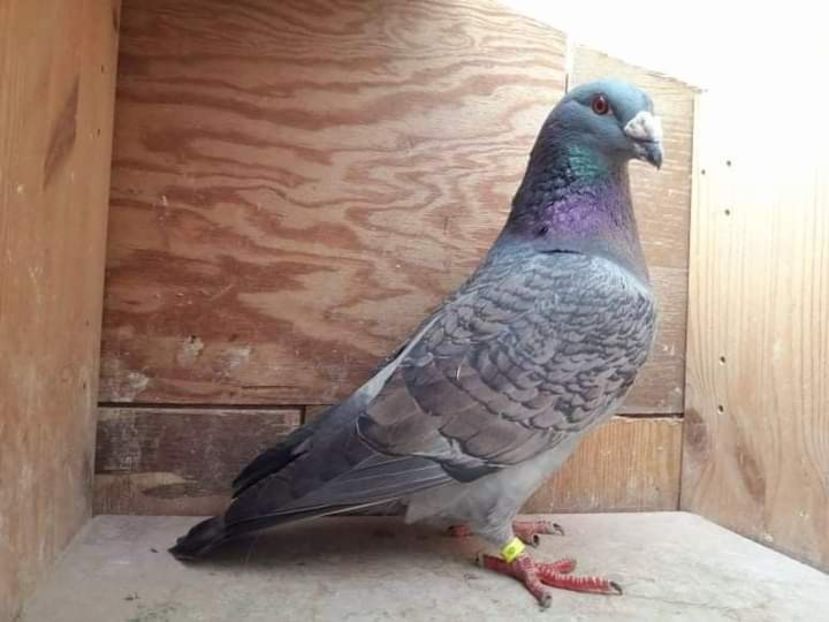  - NU IMI APARTIN ALBUM NR 2