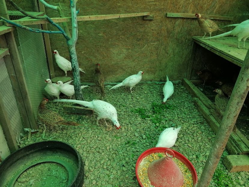  - Pui fazan comun alb 2020