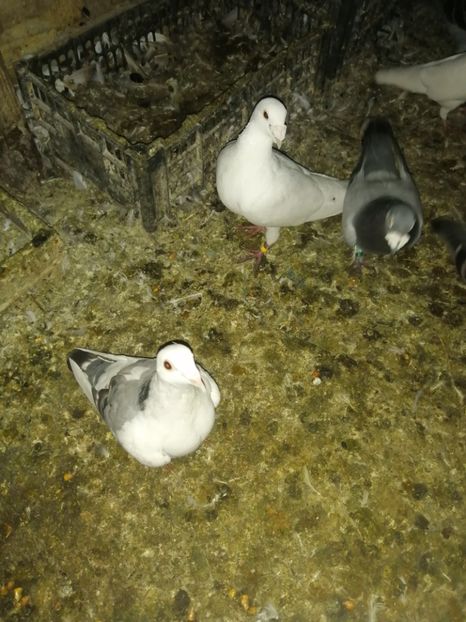  - Porumbei 2020-2021 matca tip vechi