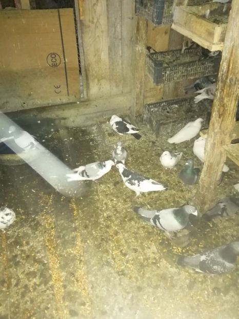  - Porumbei 2020-2021 matca tip vechi