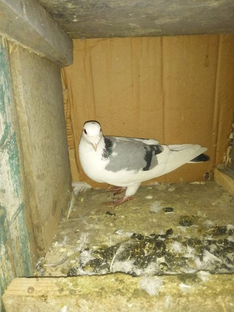  - Porumbei 2020-2021 matca tip vechi