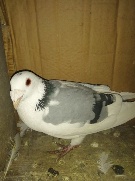  - Porumbei 2020-2021 matca tip vechi