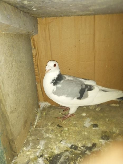  - Porumbei 2020-2021 matca tip vechi