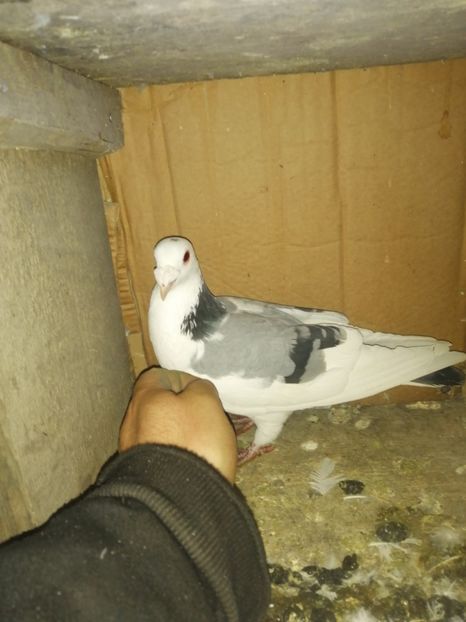  - Porumbei 2020-2021 matca tip vechi