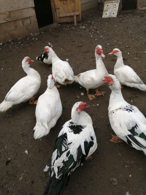  - Rațe mute sau de ornament