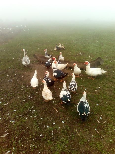  - Rațe mute sau de ornament