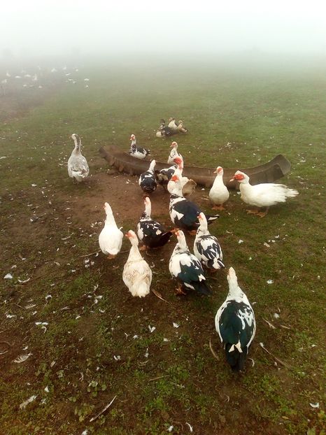  - Rațe mute sau de ornament