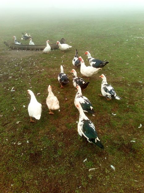  - Rațe mute sau de ornament