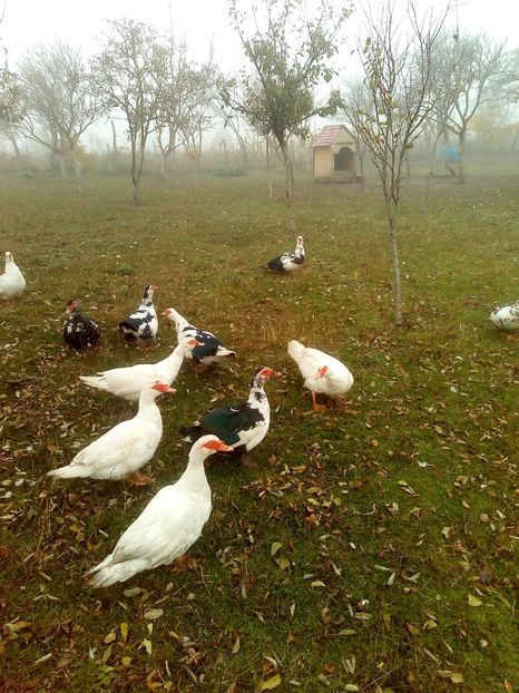  - Rațe mute sau de ornament