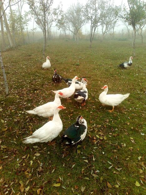  - Rațe mute sau de ornament