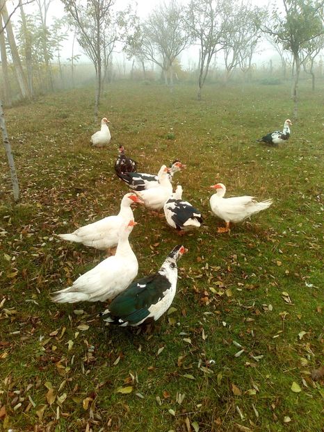  - Rațe mute sau de ornament