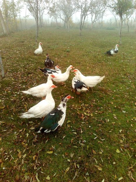  - Rațe mute sau de ornament