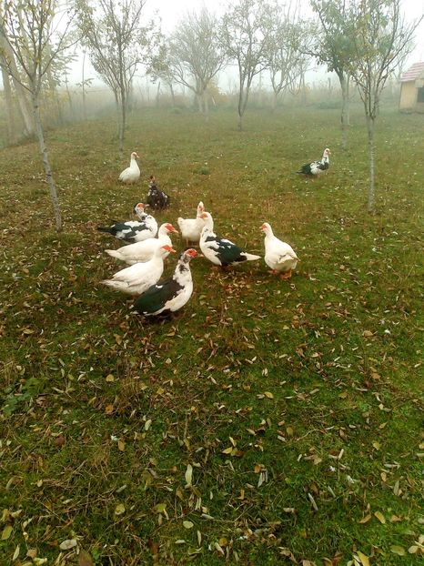  - Rațe mute sau de ornament