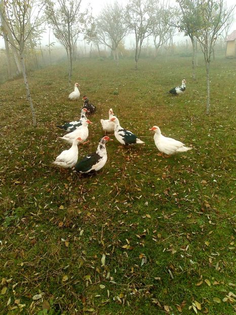  - Rațe mute sau de ornament