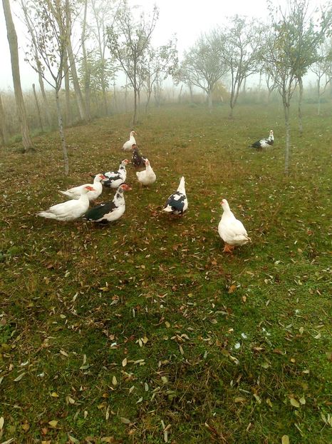  - Rațe mute sau de ornament