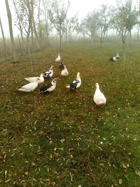  - Rațe mute sau de ornament