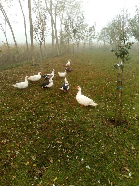  - Rațe mute sau de ornament