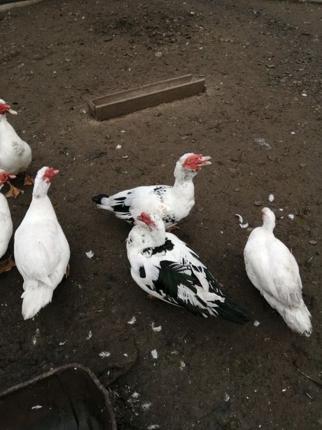  - Rațe mute sau de ornament