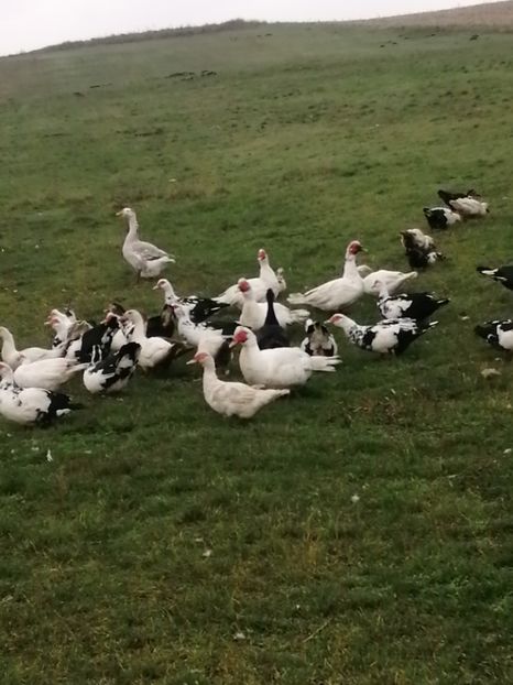  - Rațe mute sau de ornament