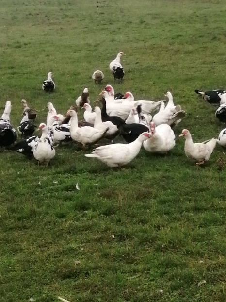  - Rațe mute sau de ornament