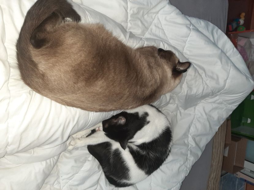  - Pisicii mei în noiembrie 2020