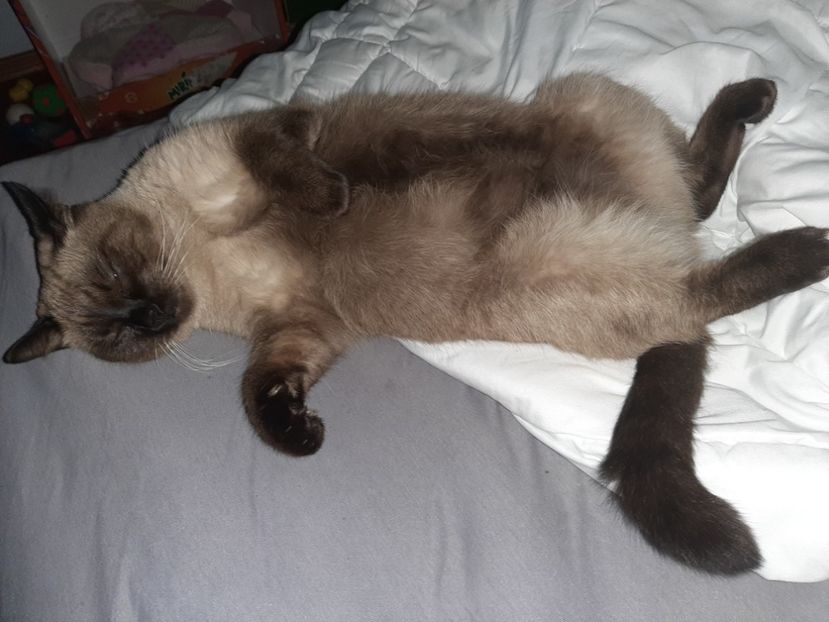  - Pisicii mei în noiembrie 2020