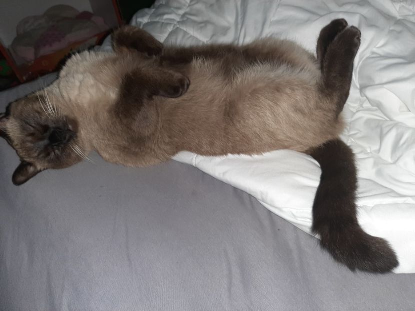  - Pisicii mei în noiembrie 2020