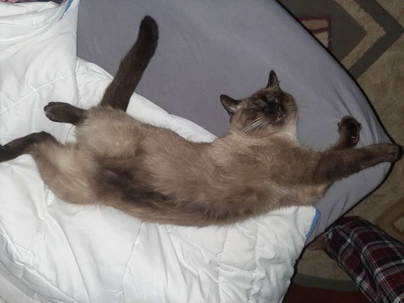  - Pisicii mei în noiembrie 2020