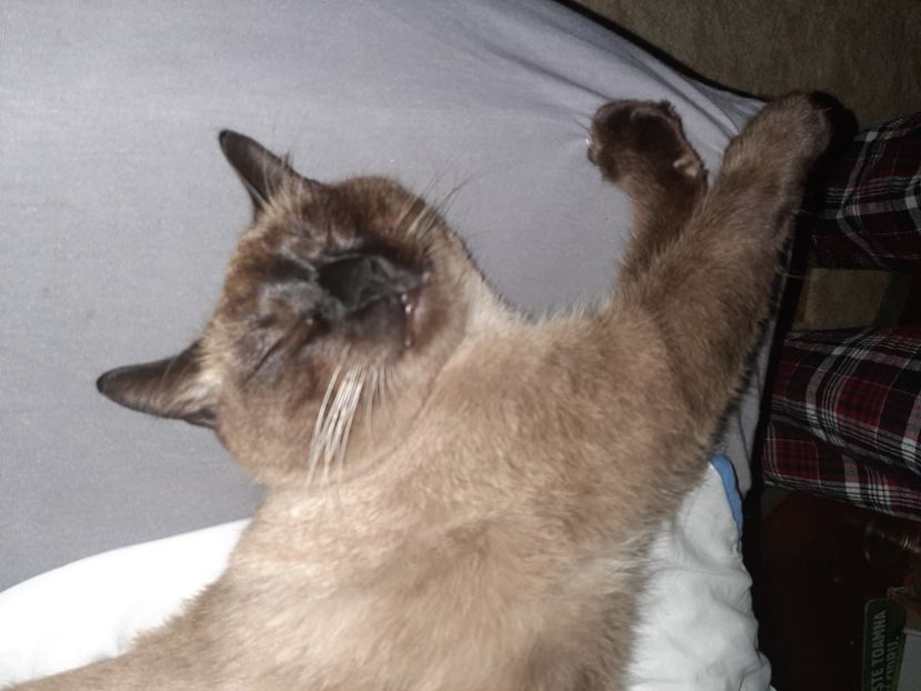  - Pisicii mei în noiembrie 2020